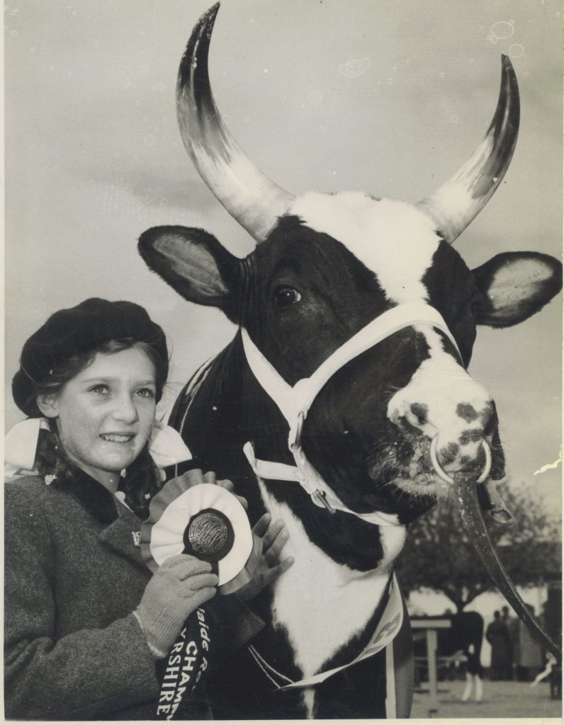 Prize winning cow