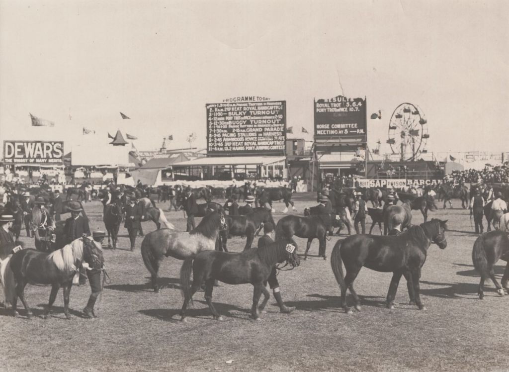 Horse photo 1911