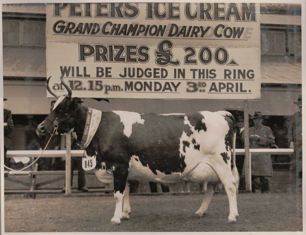 Champion Dairy Cow