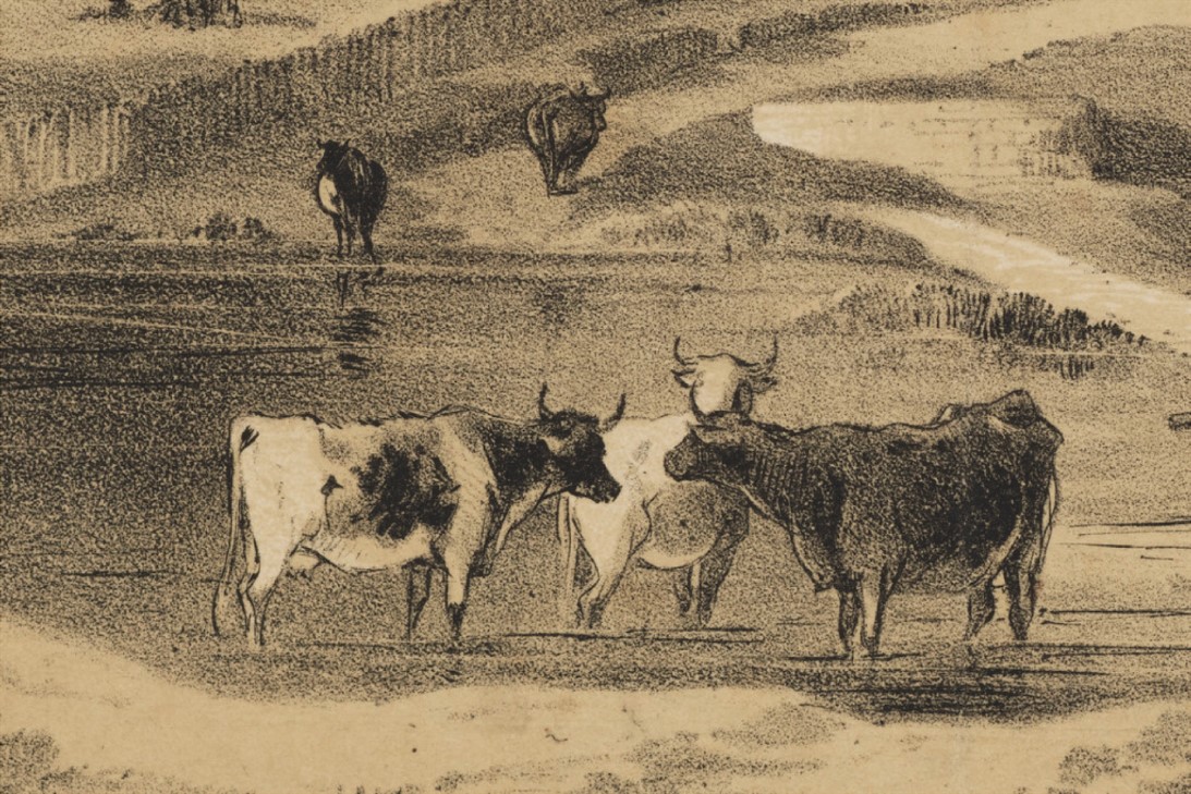 (Source: Cattle detail from F.C. Terry, "The Kings School, Parramatta," DL Pd 759/FL8781686, Dixon Library, State Library of New South Wales)