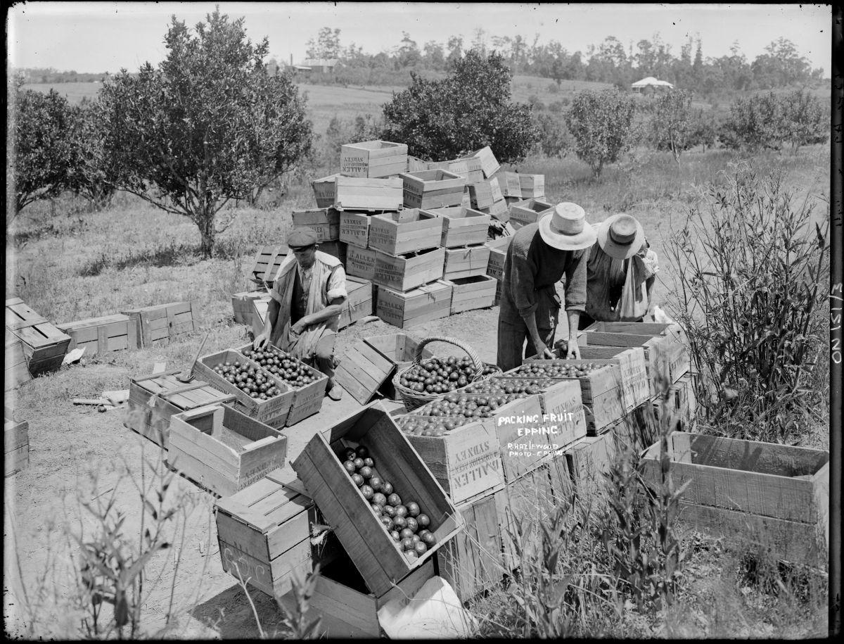 Fruit growing and marketing in Epping, Pennant Hills, Sydney (circa 1909-1929) photographed by Rex Hazelwood. Image courtesy of NSW State Library: FL980565.