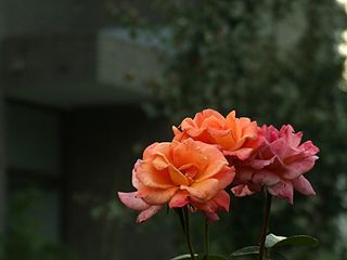 Rosa Chinesis  – China Rose in Parramatta