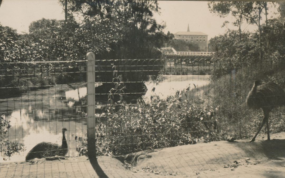 Wild things: The history of Parramatta Zoo