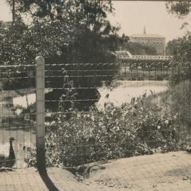 Wild things: The history of Parramatta Zoo
