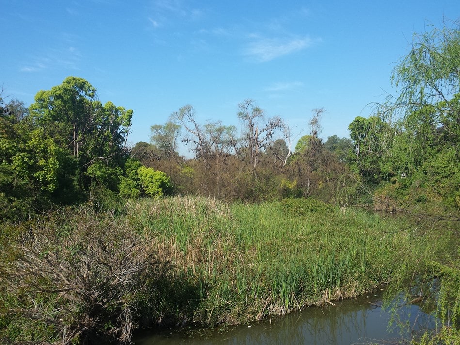 Flying Fox Colony, Duck River at Clyde. photo Geoff Barker, Parramatta City Council, 2015