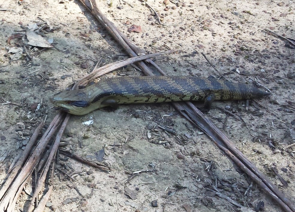 Blue Tongue Lizard, Wategora Reserve, Duck River, photo Geoff barker, Parramatta City Council, 2015